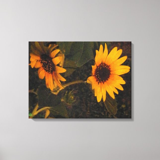 Sunflower in the Evening Sun Picture Canvas Print (Front)
