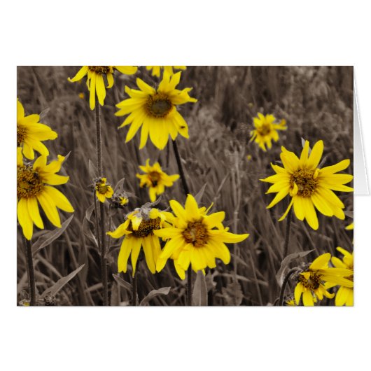 Sunflower in the Rocky Mountain (Front Horizontal)