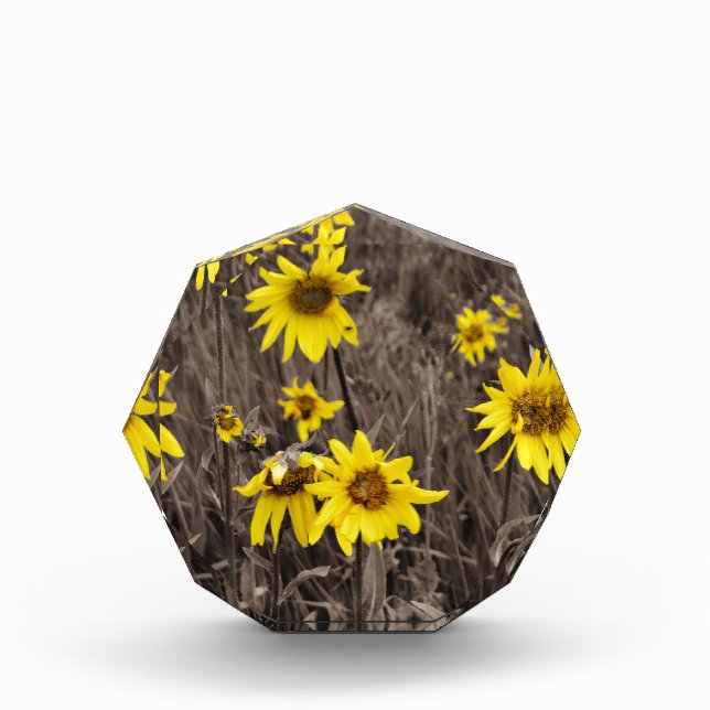 Sunflower in the Rocky Mountain Acrylic Award (Front)