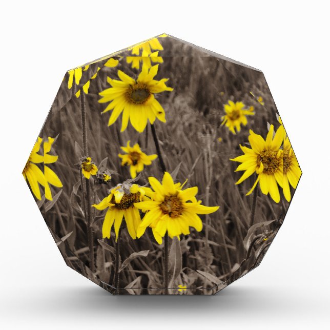 Sunflower in the Rocky Mountain Acrylic Award (Front)