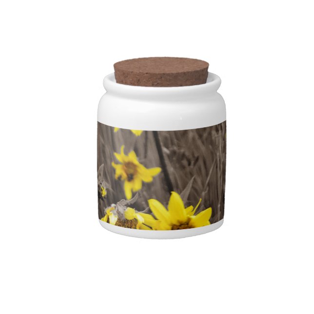 Sunflower in the Rocky Mountain Candy Jar (Front)