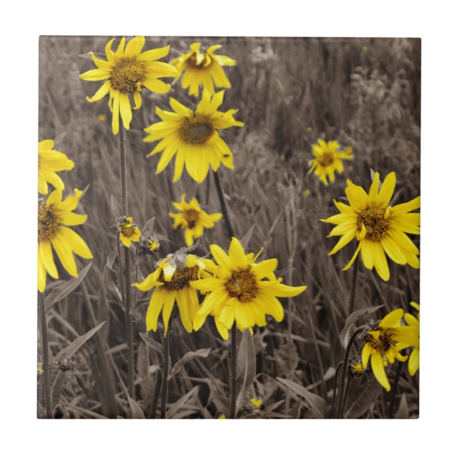 Sunflower in the Rocky Mountain Tile (Front)