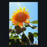 Sunflower in the Sun Photo Print<br><div class="desc">Photograph of a sunflower</div>