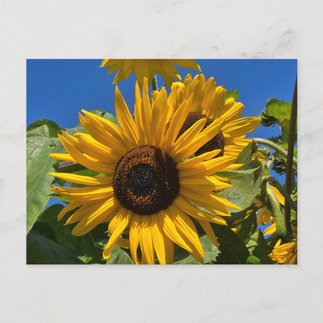 Sunflower Invitation Postcard (Front)