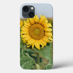Sunflower iPhone 13 Case