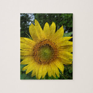Sunflower  jigsaw puzzle
