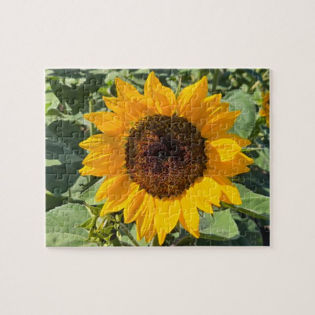 Sunflower Jigsaw Puzzle (Horizontal)