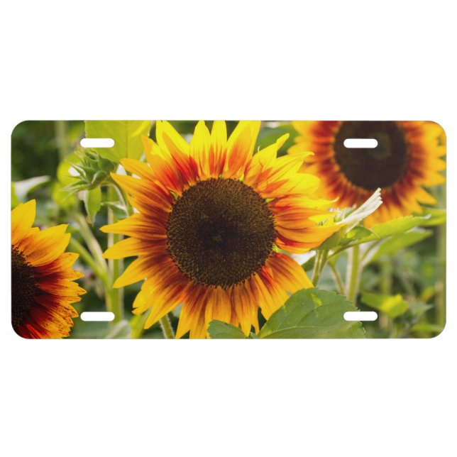 Sunflower License Plate (Front)