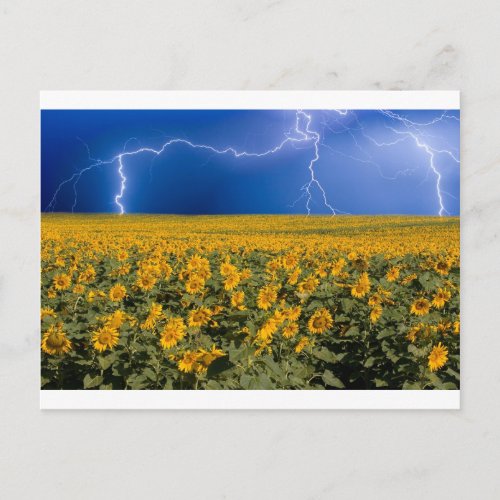 Sunflower Lightning Field Postcard
