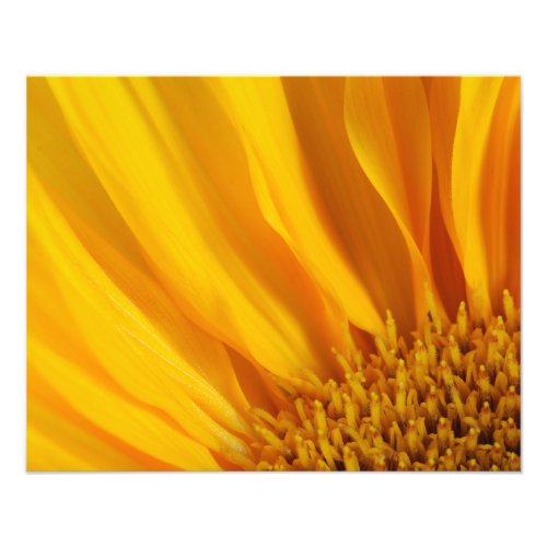 Sunflower Macro Photo Print