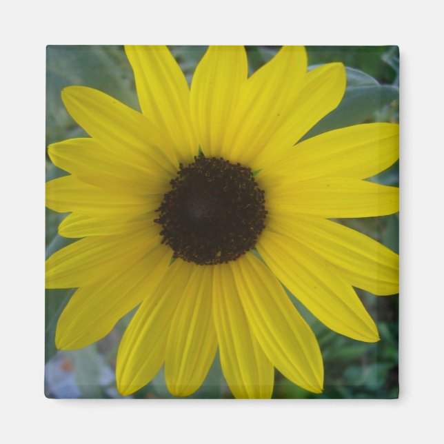 sunflower magnet (Front)