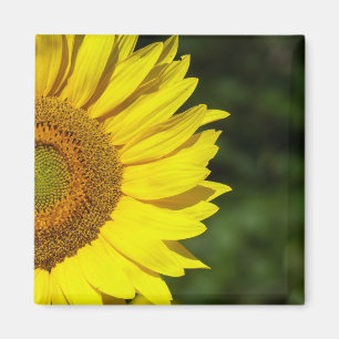 Sunflower Magnet