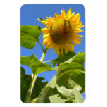 Sunflower Magnet at Zazzle