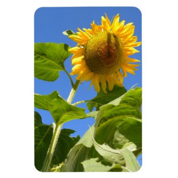 Sunflower Magnet by Skip777 at Zazzle