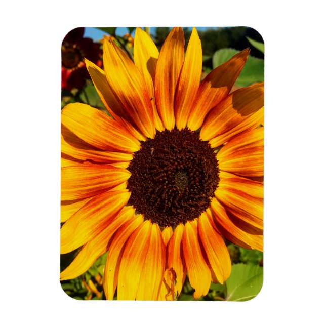 Sunflower Magnet (Vertical)