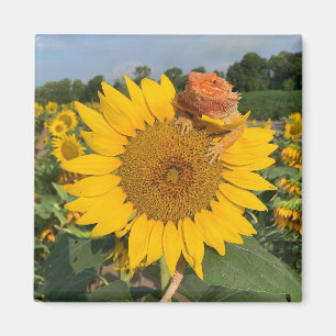 Sunflower Magnet