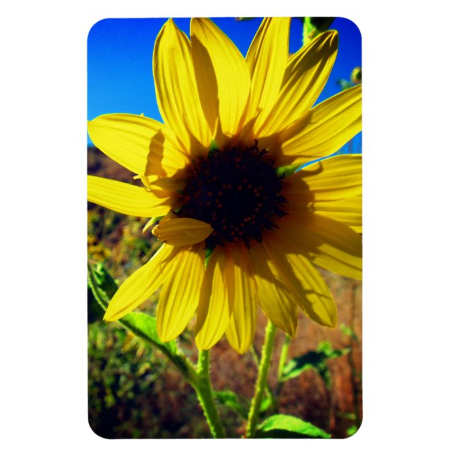 Sunflower Magnet (Vertical)