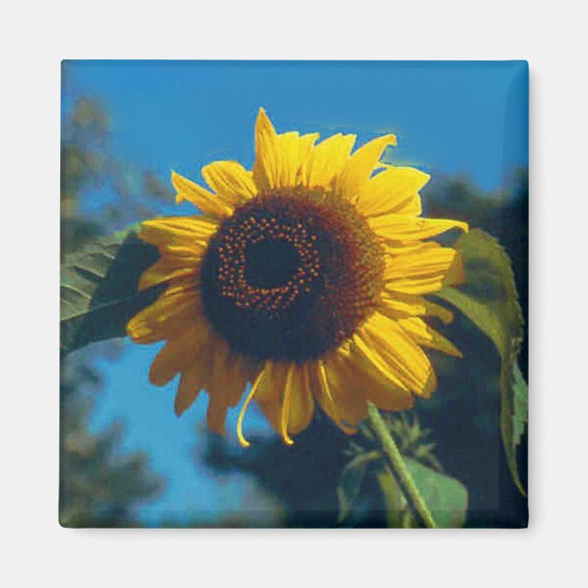 Sunflower Magnet (Front)