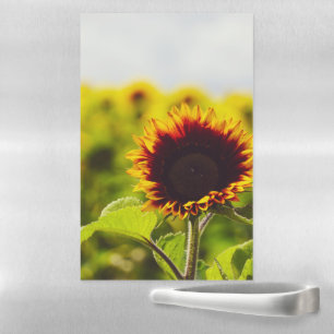 Sunflower Magnetic Dry Erase Sheet