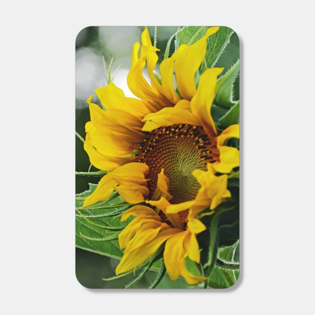 Sunflower Matchboxes (Front)