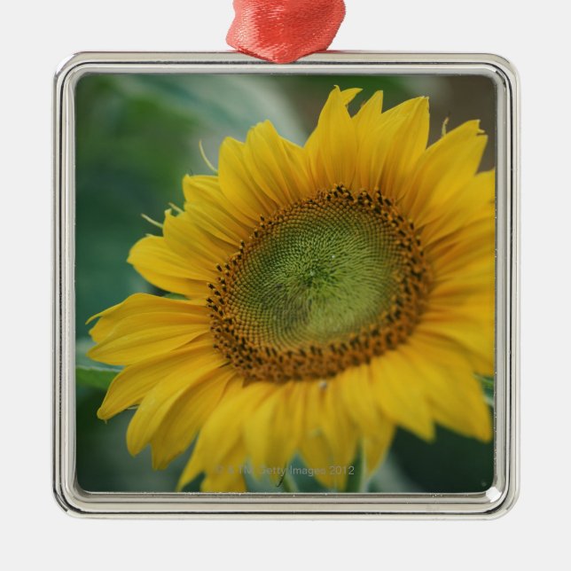 Sunflower Metal Ornament (Front)