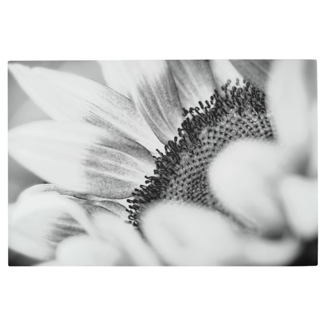 Sunflower  metal print (Front)