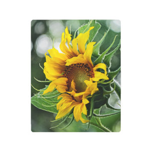 Sunflower Metal Print
