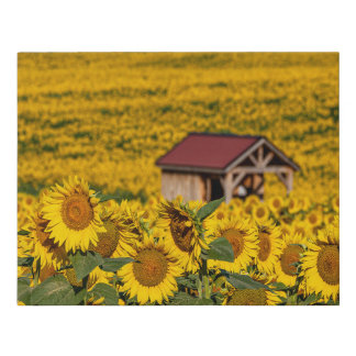 Sunflower Morning Faux Canvas Print