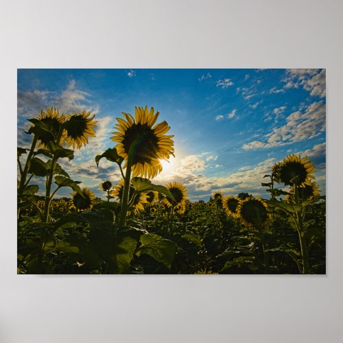 Sunflower Morning Poster