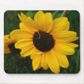 Sunflower Mousepad by lynnsphotos at Zazzle