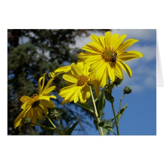 sunflower n bumblebee cards (Front Horizontal)