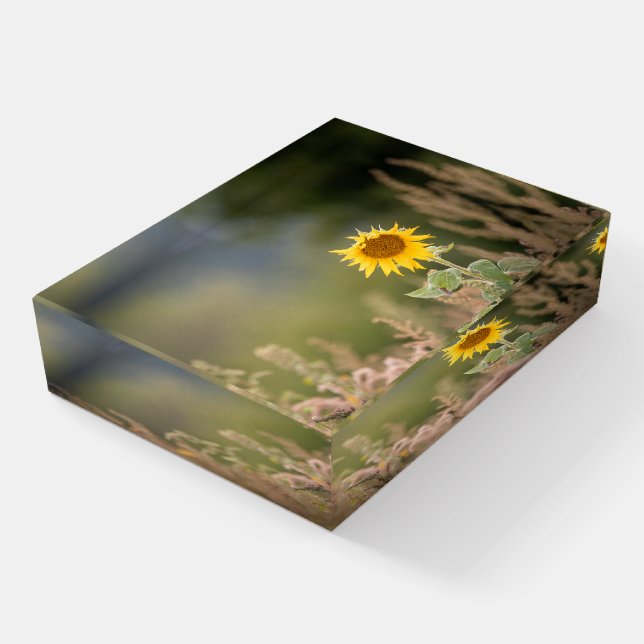 Sunflower Nature Photo Paperweight (Angled)
