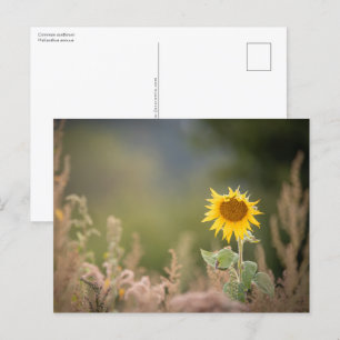 Sunflower Nature Photo Postcard