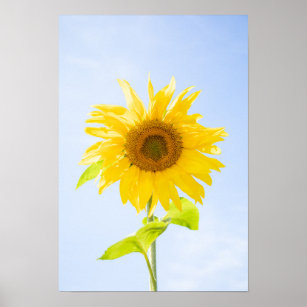 Sunflower Nature Photo Poster