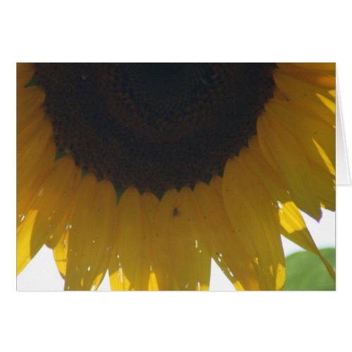 Sunflower Note Cards