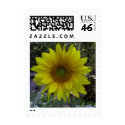 Sunflower stamp