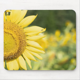 Sunflower on a Sunny Day Mouse Pad