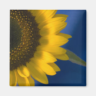 Sunflower on Blue Magnet