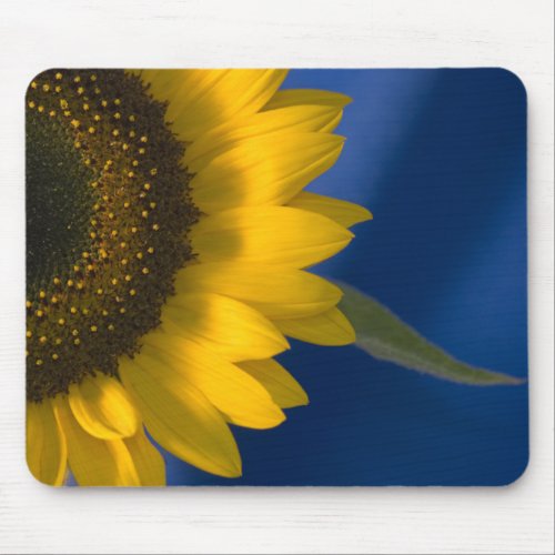 Sunflower on Blue Mouse Pad