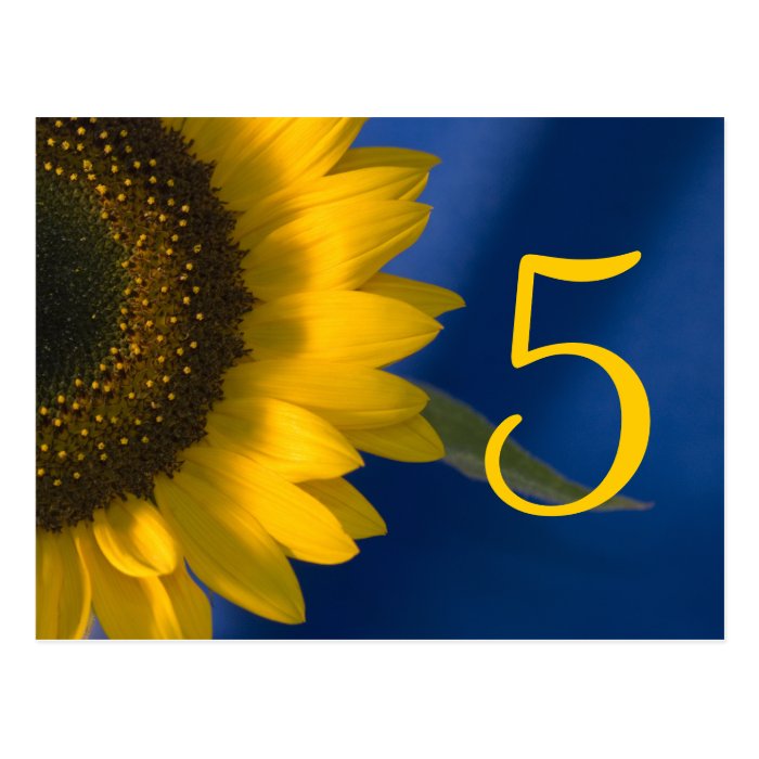 Sunflower on Blue Table Number Post Cards