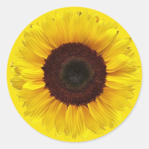 Sunflower on Golden Yellow Round Gift Envelope Classic Round Sticker