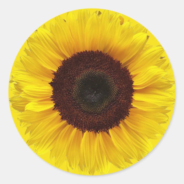 Sunflower on Golden Yellow Round Gift Envelope Classic Round Sticker (Front)