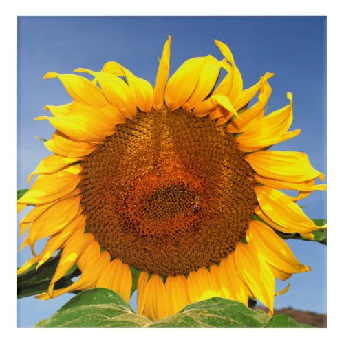 Sunflower on Square Acrylic Print