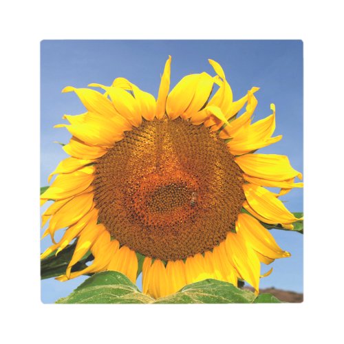 Sunflower on Square Metal Print