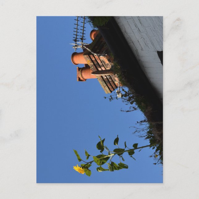 Sunflower on the roof. postcard (Front)