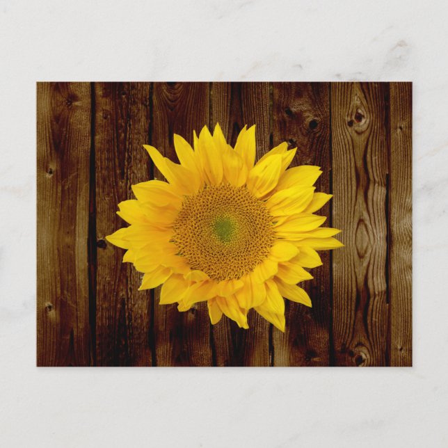 Sunflower on Vintage Barn Wood Country Postcard (Front)