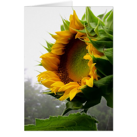 Sunflower Opening Cards (Front)