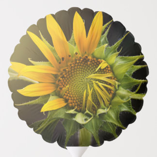Sunflower Opening in Full Bloom Balloon