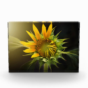 Sunflower Opening in Full Bloom Photo Block