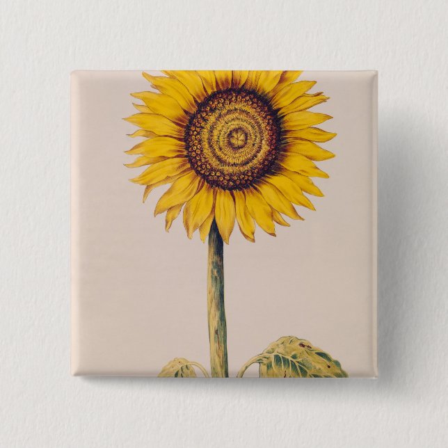 Sunflower or Helianthus Button (Front)